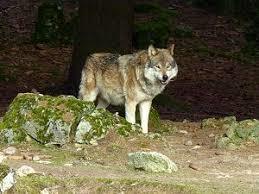 Wildpark Hundshaupten