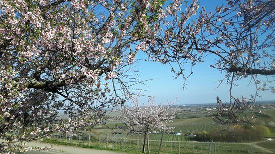 König Ludwig Pavillon Gimmeldingen