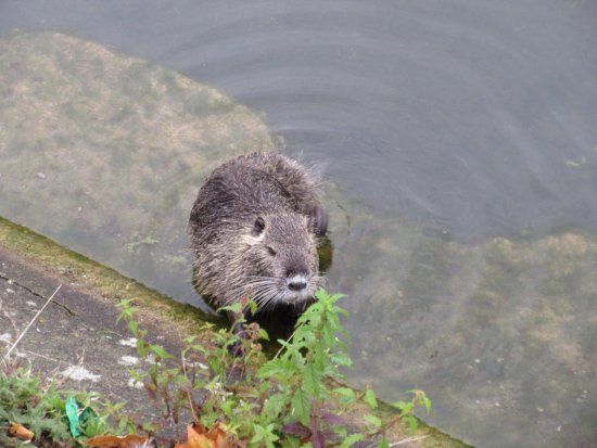 Place de l'Etoile Park