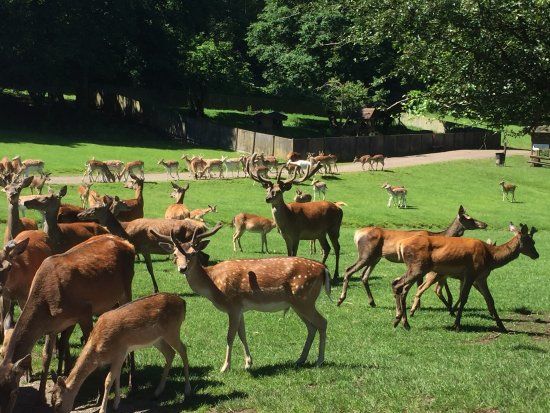Naturwildpark Freisen