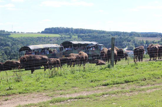 Ranch des Bisons