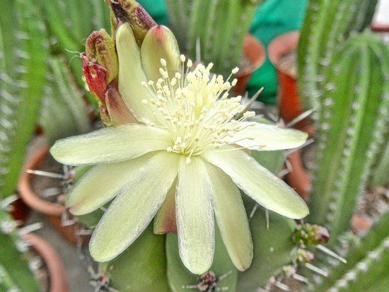 Kakteenland Steinfeld