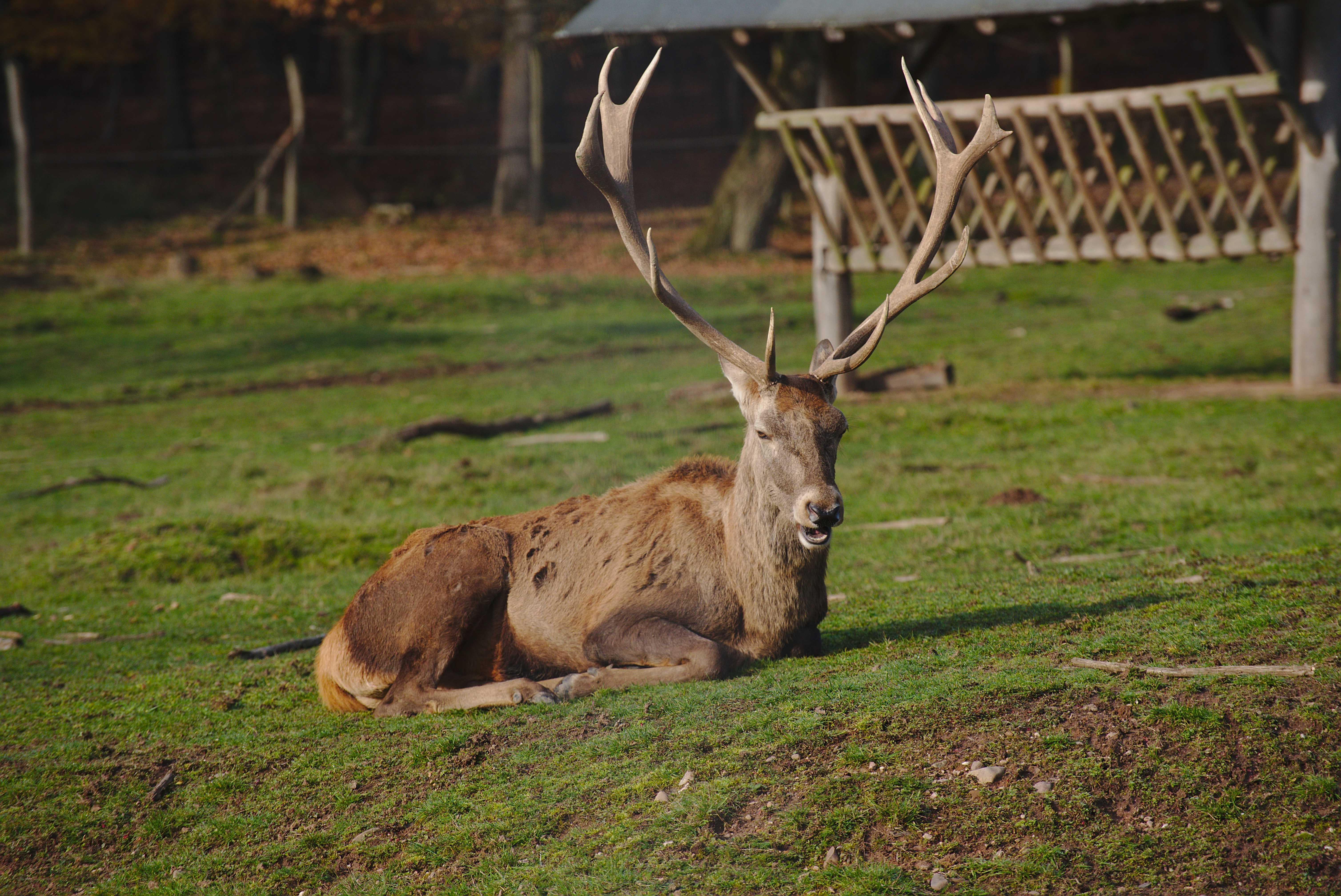 Wildfreigehege Wolfsrat