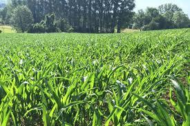 Rüdesheimer Maislabyrinth