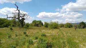 Ingelheimer Dünen und Sande