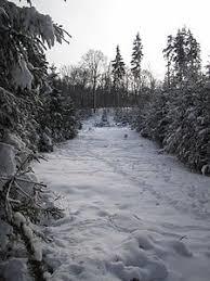 Suterkopf