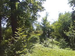 Rotkopf