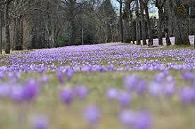 Zavelsteiner Krokuswiesen