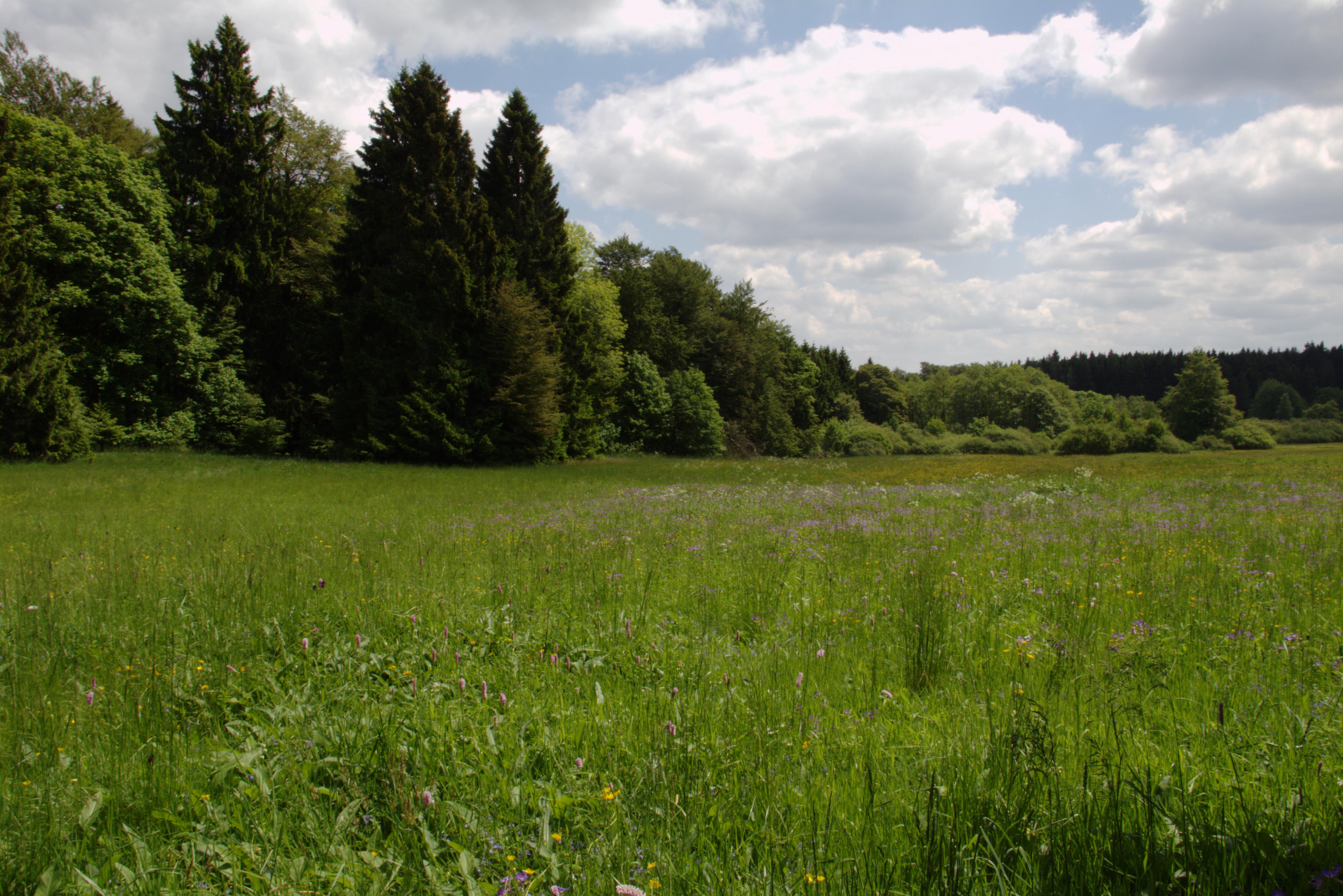 In der Breungeshainer Heide