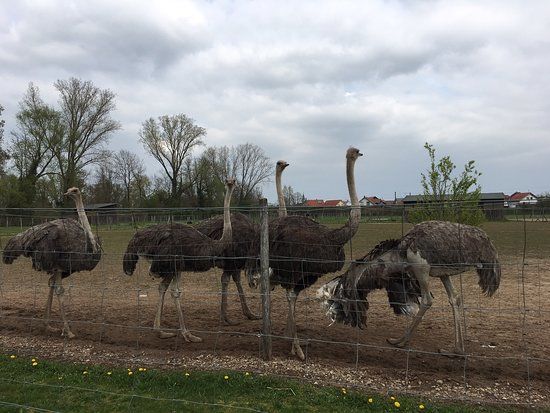 Straußenfarm Mhou