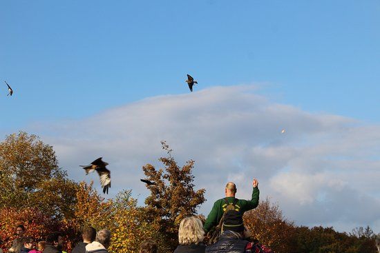 Wildpark und Greifvogelzoo Potzberg