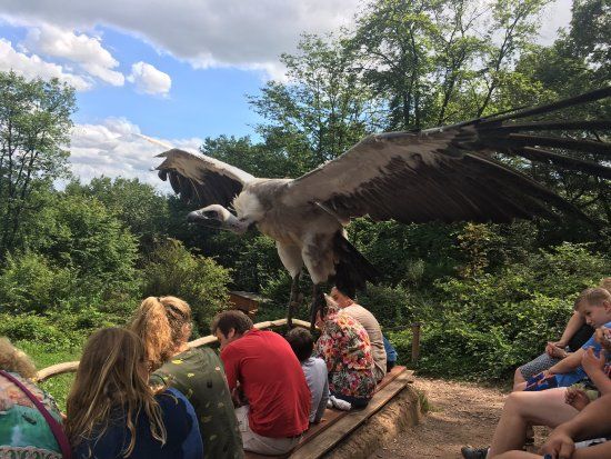 Greifvogelpark Saarburg