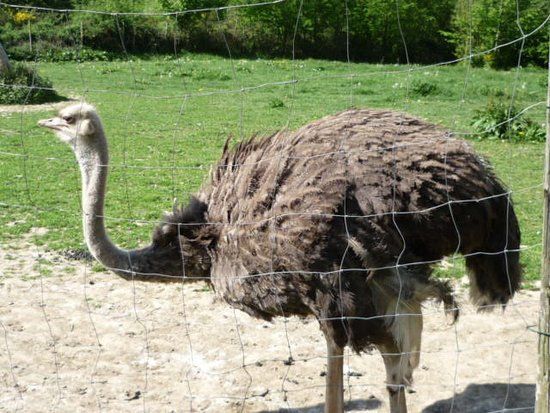 Straussenfarm Gemarkenhof