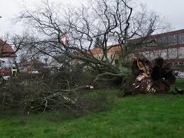 Elversberger Kaiserlinde