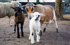 Solinger Vogel- und Tierpark