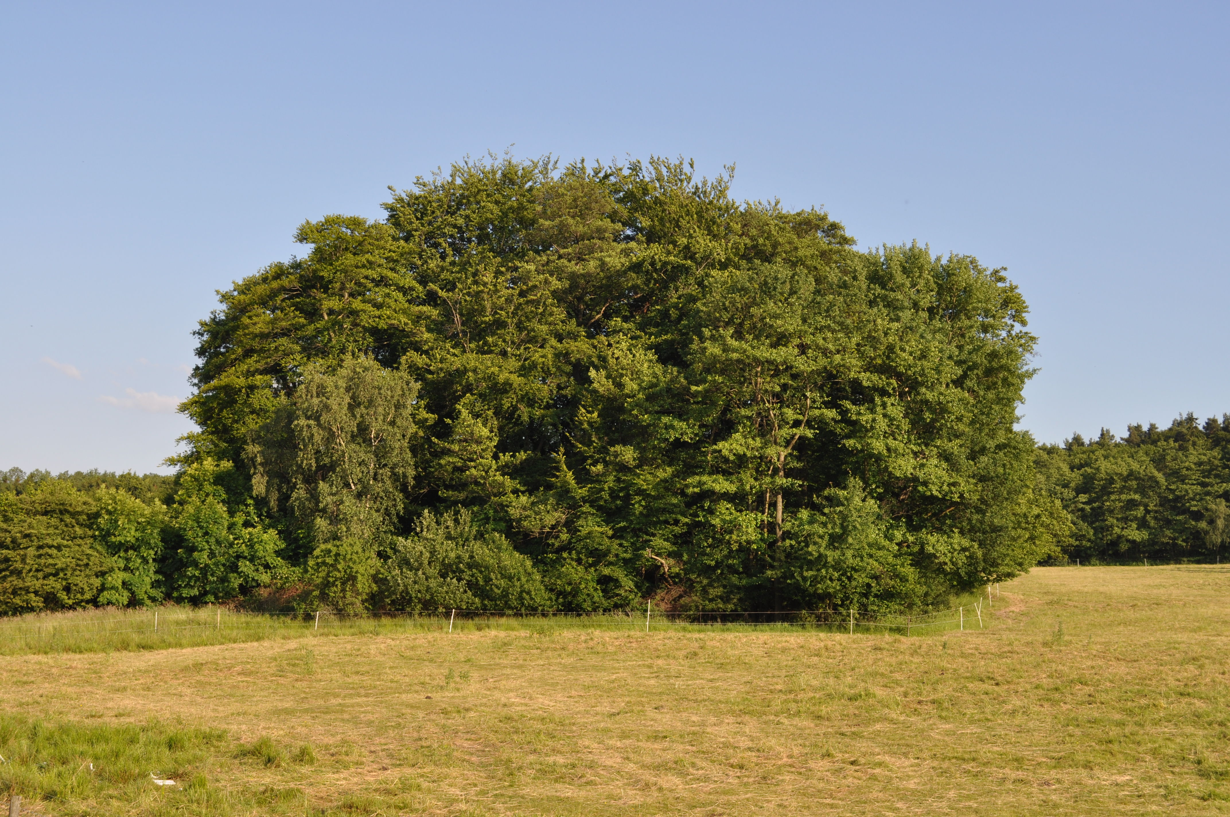 Drusenküppel
