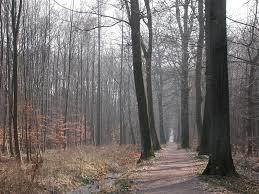 Königsdorfer Forst