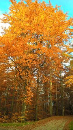 Naturpark Schönbuch
