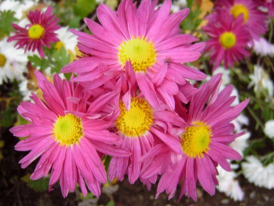 Botanischer Garten Mainz